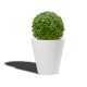 Boxwood BOULE pot White