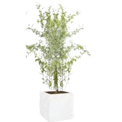 BAMBOO plant 180/200cm pot White