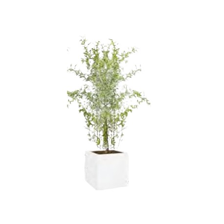 BAMBOO plant 180/200cm pot White