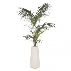 palmier-kentia-200220-Pot Blanc