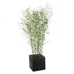 plante-bambou-180200-pot-noir