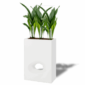 SEPARATION FLEURIE ASPIDISTRA
