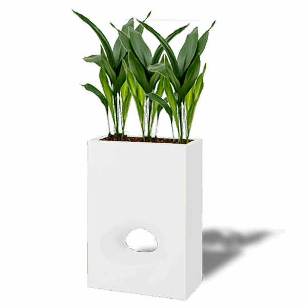 SEPARATION FLEURIE ASPIDISTRA