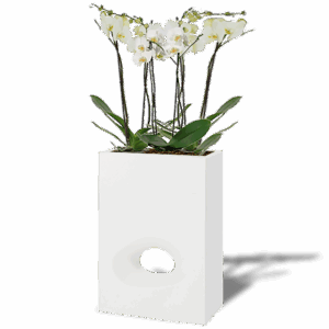 SEPARATION FLEURIE ORCHIDEE