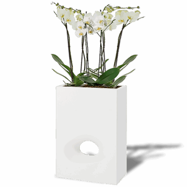 SEPARATION FLEURIE ORCHIDEE