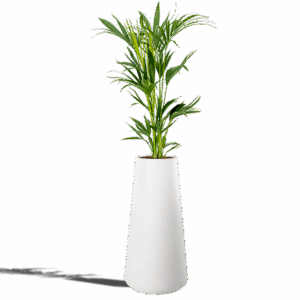 PALMIER KENTIA 200/220cm Pot Blanc