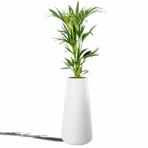 PALMIER KENTIA 200/220cm Pot Blanc