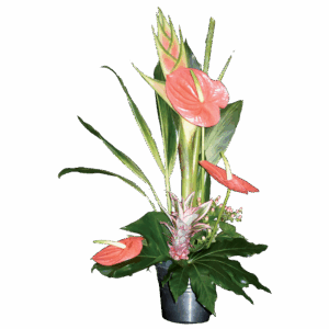 COMPO EXOTIQUE