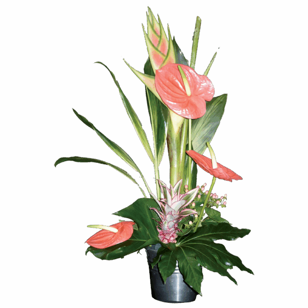 COMPO EXOTIQUE