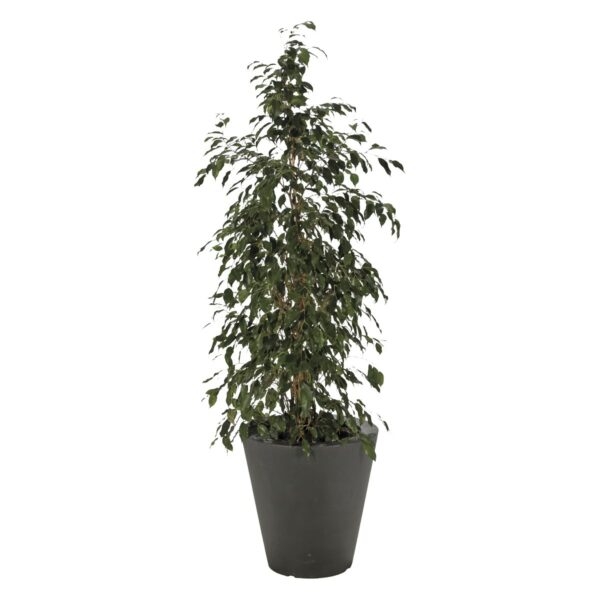 FICUS pot – Image 2