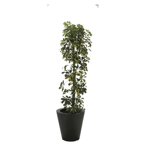 Schefflera 180/200cm