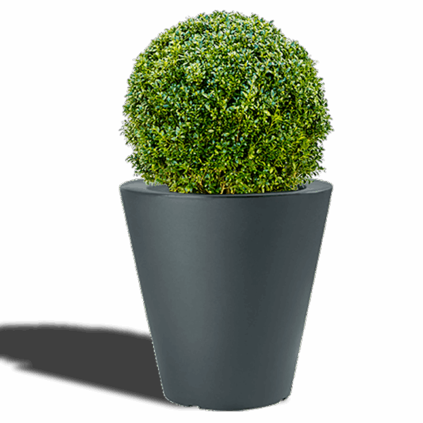 Buis BOULE pot