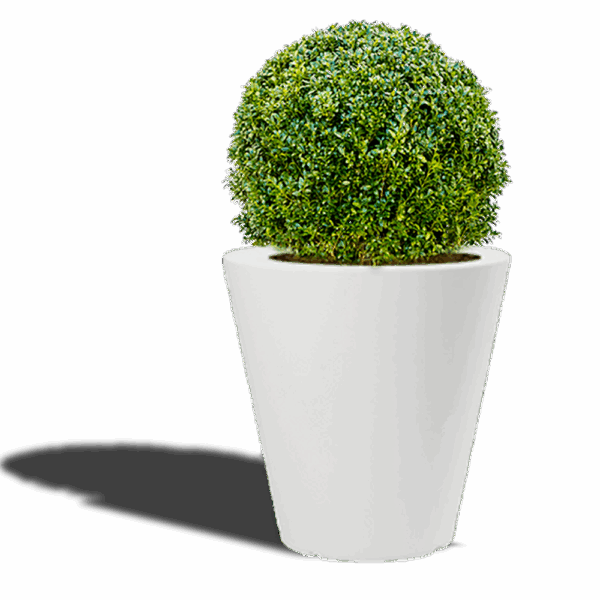 Buis BOULE pot – Image 2
