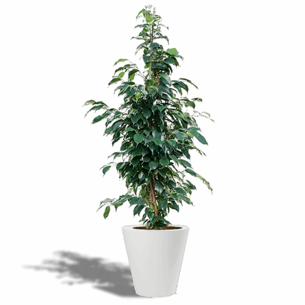 FICUS pot