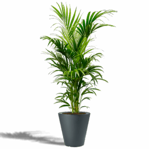 PALMIER KENTIA 170/200cm pot