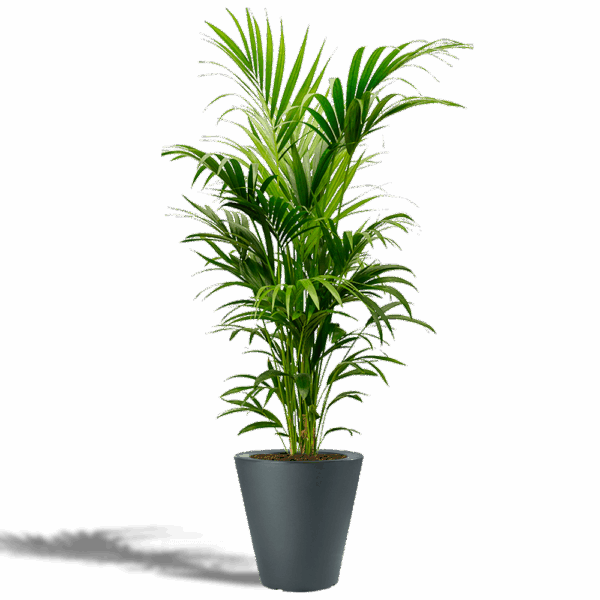 PALMIER KENTIA 170/200cm pot