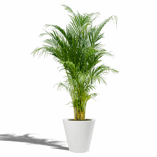 PALMIER KENTIA 170/200cm pot – Image 2