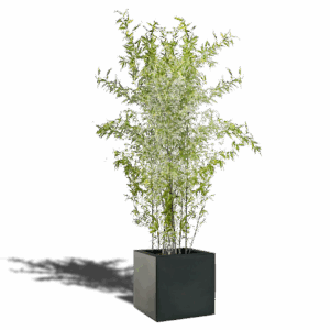 Plante BAMBOU 180/200cm pot